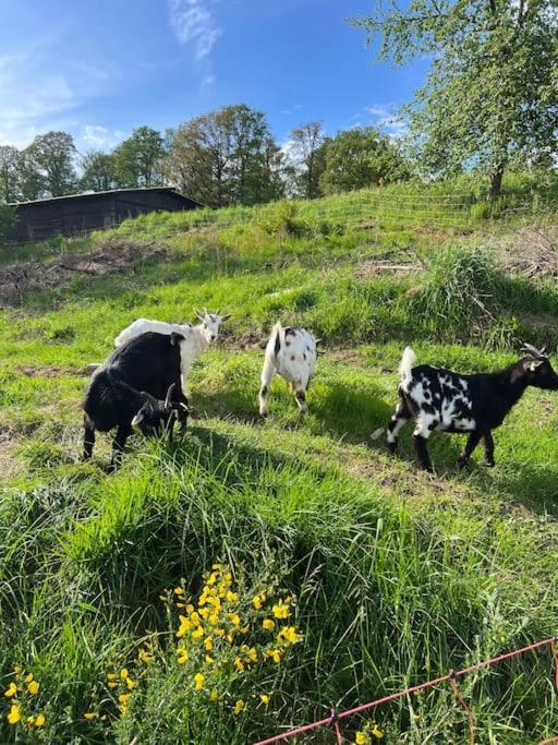Bornhahn - Idylle Im Westerwald Katzwinkel  Dış mekan fotoğraf