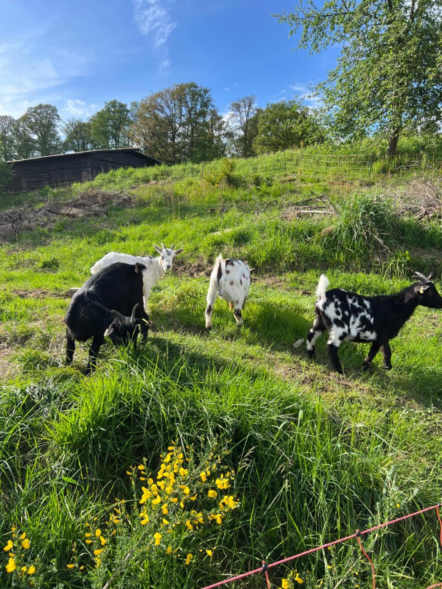 Bornhahn - Idylle Im Westerwald Katzwinkel  Dış mekan fotoğraf